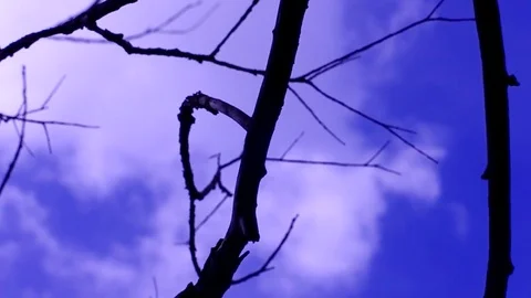 Dead branches against the sky Stock Footage 76872771
