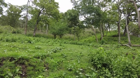 Dead branches and creeper over green undergrowth on a forest bank Stock Footage 346334770