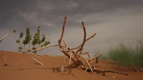 Dead branches and green plants on red desert sand dunes Morocco Stock Footage 337912357