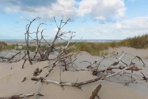 Dead branches in the dunes Stock Photos