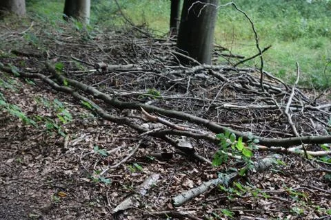 Dead branches on the ground Stock Photos