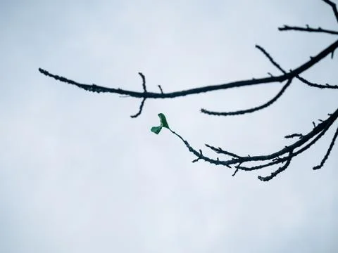 Dead branches The last remaining leaf Stock Photos