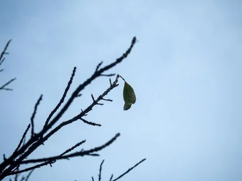Dead branches The last remaining leaf Stock Photos