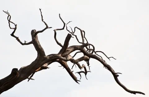 Dead branches Foto stock