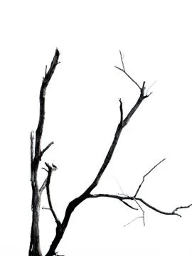 Dead branches Stockfoto's