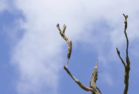 Dead branches reaching into the sky, dead tree, blue sky with clouds Stock Photos