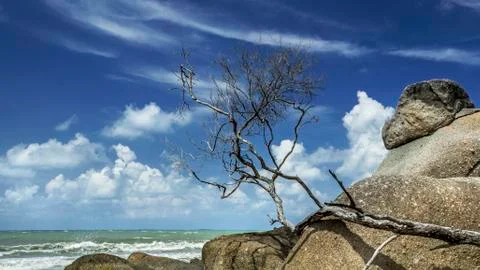 Dead Branches on Rock Stock Photos