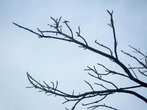 Dead branches on sky Stock Photos