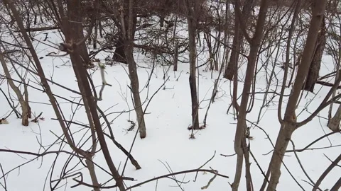 DEAD BRANCHES IN SNOW Stock Footage 195126574