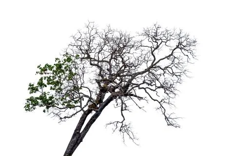 Dead branches tree isolated on white background Stock Photos