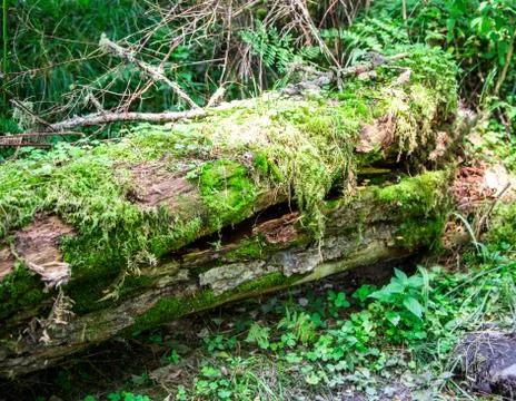 Dead broken tree in a forest, moss and herb wrapped Foto stock