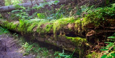 Dead broken tree in a forest, moss and herb wrapped Stock Photos