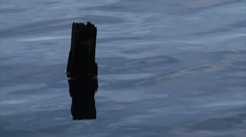 Dead broken tree in water Stock Footage 67084188