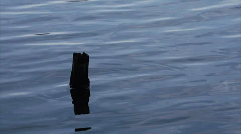 Dead broken tree in water Stock Footage 67084252