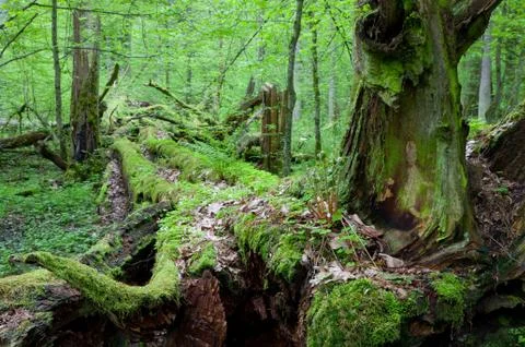Dead broken trees moss wrapped Foto stock