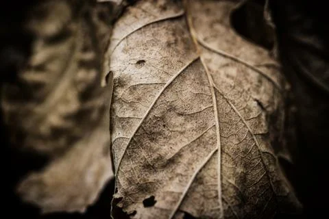 Dead brown Autumn leaf macro close up stock photo Stock Photos