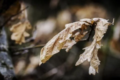 Dead brown Autumn leaf macro close up stock photo Stock Photos