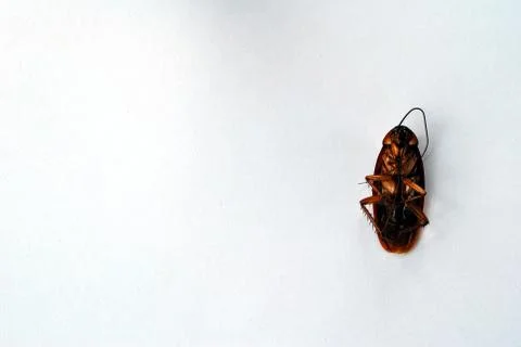 Dead brown cockroach isolate on white background Stock Photos
