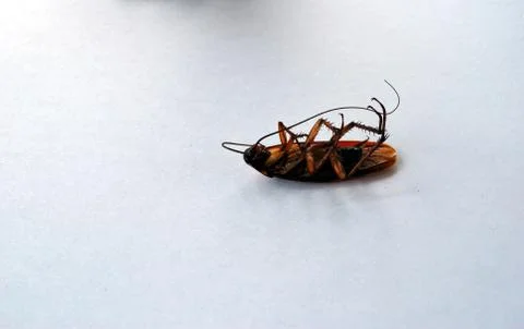 Dead brown cockroach isolate on white background Stock-Fotos
