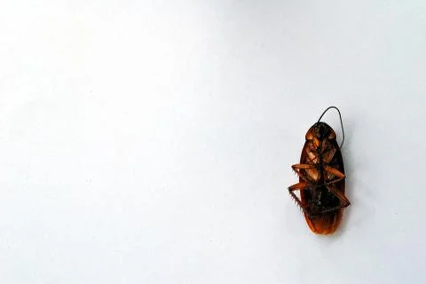 Dead brown cockroach isolate on white background Foto stock