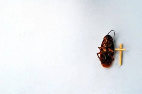 Dead brown cockroach isolate on white background Stock Photos