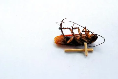 Dead brown cockroach isolate on white background Stock Photos