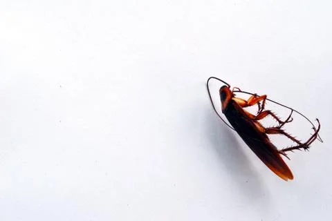 Dead brown cockroach isolate on white background Stock Photos