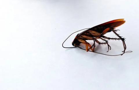 Dead brown cockroach isolate on white background Foto stock