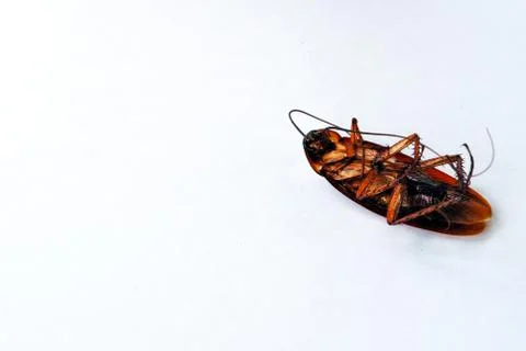 Dead brown cockroach isolate on white background Stock Photos