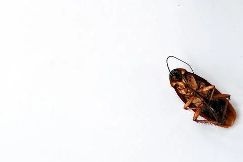 Dead brown cockroach isolate on white background Stock Photos