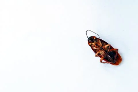 Dead brown cockroach isolate on white background Stock Photos