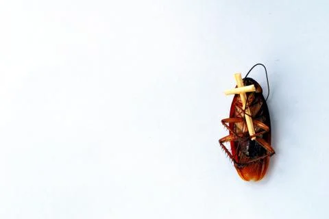 Dead brown cockroach isolate on white background Stock Photos