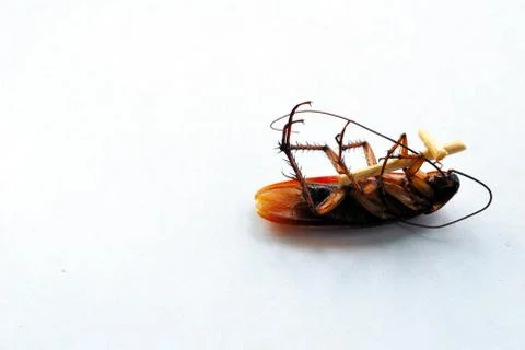 Dead brown cockroach isolate on white background Stock Photos