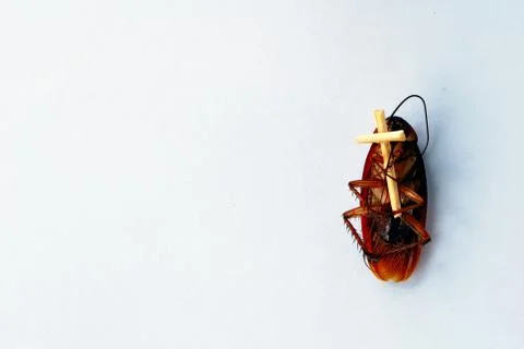 Dead brown cockroach isolate on white background Stock Photos