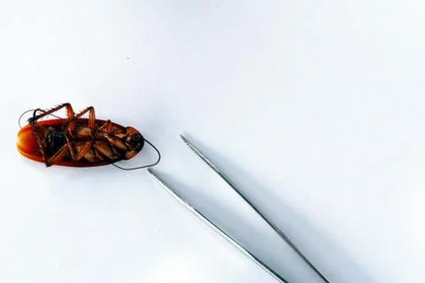 Dead brown cockroach isolate on white background Stock Photos