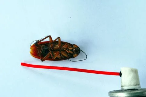 Dead brown cockroach isolate on white background Stock Photos