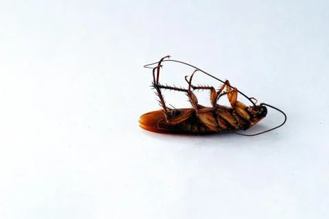 Dead brown cockroach isolate on white background Stock Photos