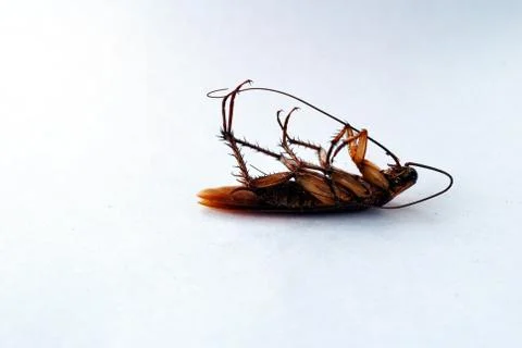 Dead brown cockroach isolate on white background Stock-Fotos