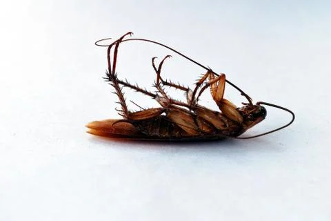 Dead brown cockroach isolate on white background Stock Photos