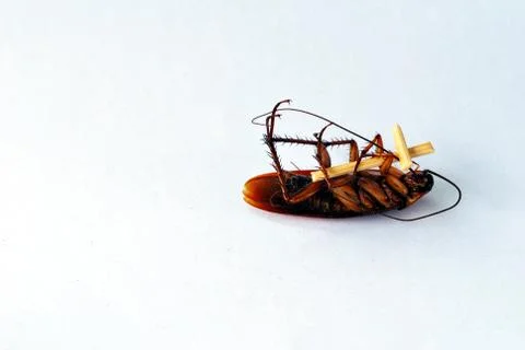 Dead brown cockroach isolate on white background Stock Photos