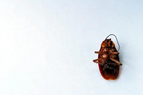 Dead brown cockroach isolate on white background Stock Photos