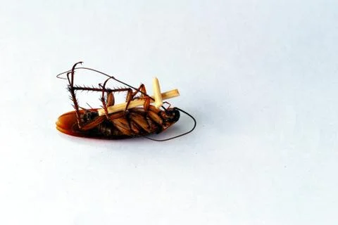 Dead brown cockroach isolate on white background Stock Photos