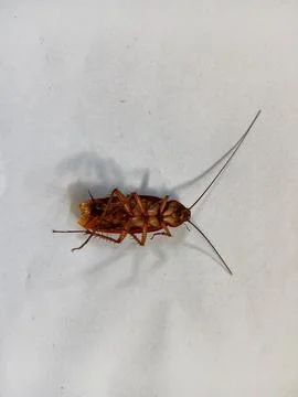 Dead Brown Cockroach Lying on Its Back with Shadow Stock Photos