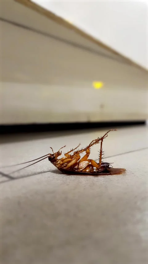 Dead brown cockroach lying on a tiled floor in a kitchen. Stock Footage 302989740