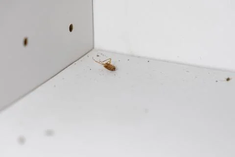 Dead brown cockroach lying upside down on a dusty white shelf, representing.. Stock Photos