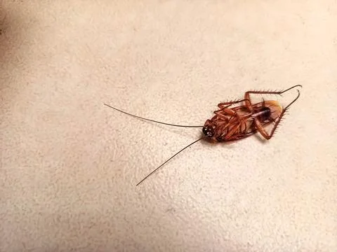 Dead Brown Cockroach Stock-Fotos