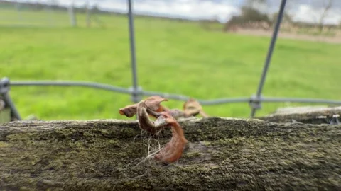 Dead brown leaf on moss close up Stock Footage 331539828