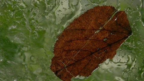Dead brown leaf on rainy window. Water sprinkling on vertical glass. Stock Footage 90566665