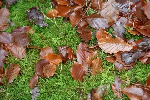 Dead brown leafs macro background high quality prints winter season fifty meg Fotos de archivo