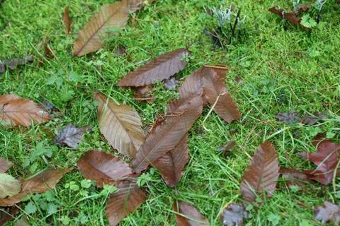 Dead brown leafs macro background high quality prints winter season fifty meg Fotos de archivo